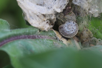snail on a leaf