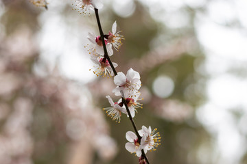 Apricot blossom