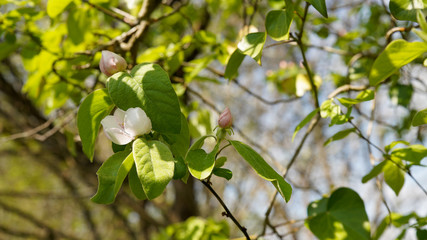 
Pretty branch of wild medlar, with pinkish white flowers at the beginning of spring