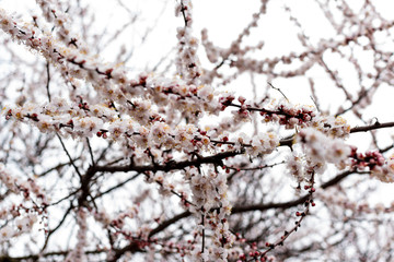 Apricot blossom