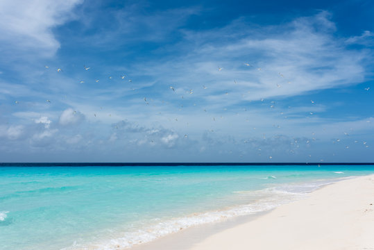 View of a tropical white beach with crystalline water and flying sea birds in Cayo de Agua  (Los Roques Archipelago, Venezuela).