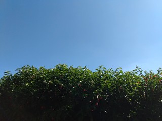 sky