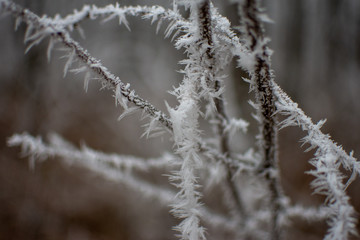 Obraz premium Frozen branches