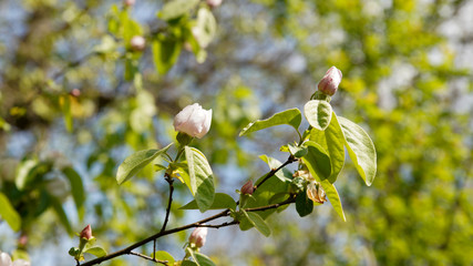 Pretty wild medlar flower, pinkish white at the start of spring
