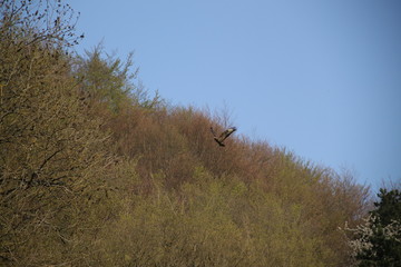 Common buzzard bird of pray flying in the blue sky 