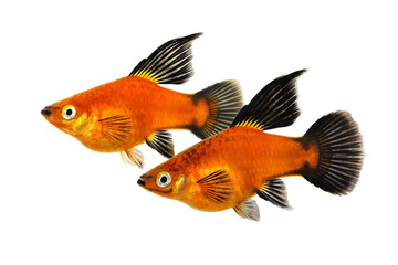 High Fin Red Wag Platy Xiphophorus Maculatus Platy aquarium fish	