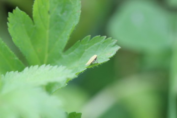 green caterpillar on a leaf