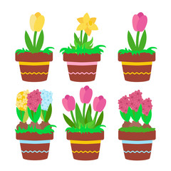 Set spring flowers in ceramic pots with decor: yellow and pink tulips, daffodils, yellow, blue and raspberry hyacinths. Hobbies growing plants in cartoon flat style or gardening.