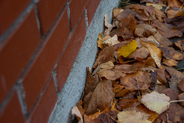 Leaves near wall