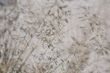 grass on white backgorund