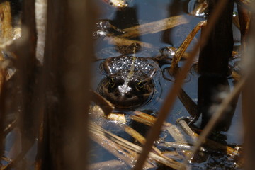 frosch