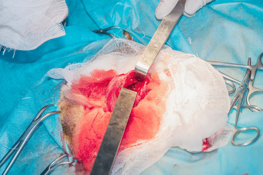 Bladder after the cut. Inflammatory process of internal tissues. Surgery for tumor removal