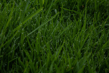 green grass with dew drops