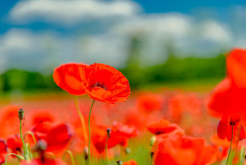 field of red poppies in spring