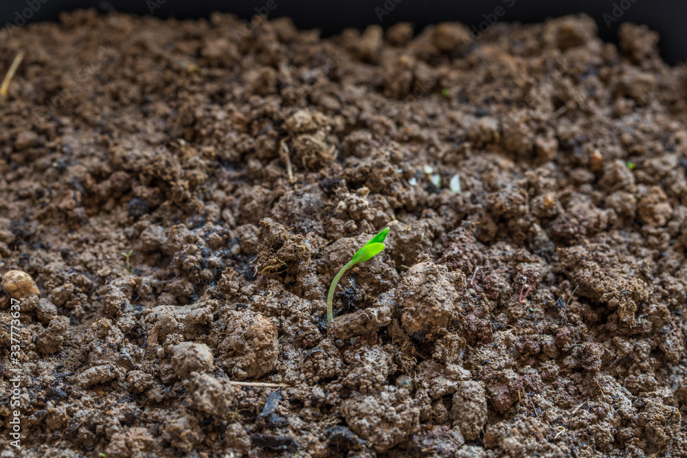 Poster little plant growing on soil with sunlight