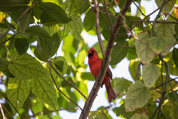 male cardinal on a branch - Florida wildlife