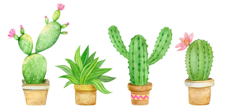 Watercolor Illustration with set of succulent plants in flowerpots,cactus, isolated on white background.Perfect for cards, posters, banners, invitations, greeting cards, prints