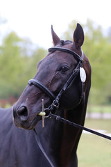 Obraz premium Brown colored race horse on natural green blur background in sunshine