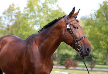 Obraz premium Brown colored race horse on natural green blur background in sunshine