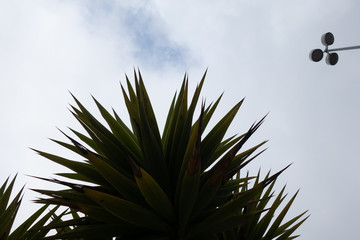 palm trees against blue sky