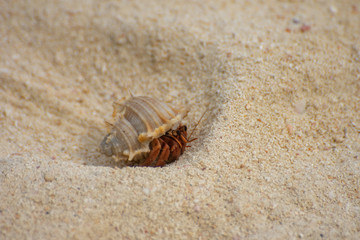 Hermit crab in sand pit