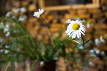 Flower of chamomile over a background of stack of firewood. Decoration concept