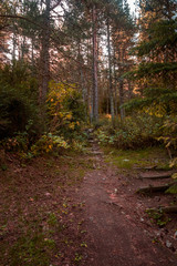 Obraz premium path in the woods
