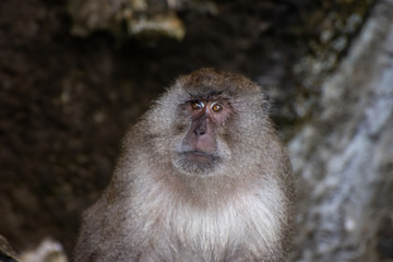 Long tailed macaque