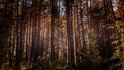 Obraz premium sunset in the woods with big trees