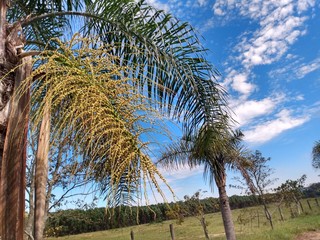 Naklejka premium coconut tree