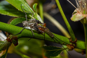 super macro of mosquito laid on flower