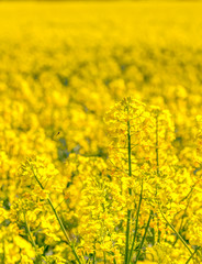 Obraz premium Gelbe Rapsblüte und Rapsfelder im Frühling
