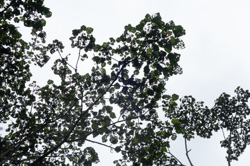 tree branches with leaves