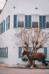 Brown horse pulling carriage in front of blue house in Charleston South Carolina