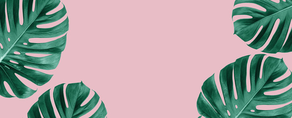 Fresh Green Tropical Monstera Leaf Over Pink Colour Background © victoria