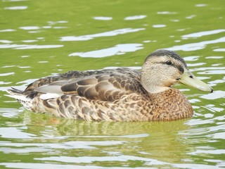 Obraz premium Portrait of a duck.