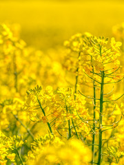 Gelbe Rapsblüte und Rapsfelder im Frühling