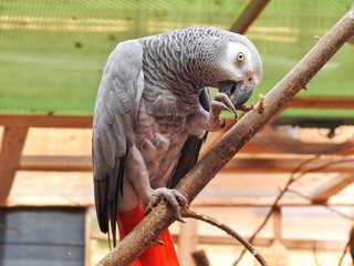 Parrot on a branch.