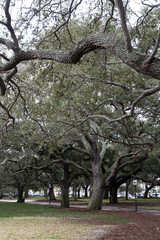 old creepy trees in charlestown south carolina