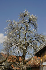 Beautiful tree with white blossoms in front of the blue sky
