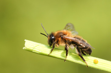 A bee perching on a plant in spring in the UK.