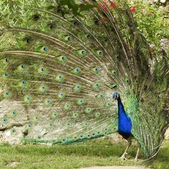 Obraz premium Peacock with feathers.