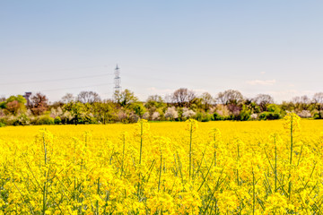 Gelbe Rapsblüte und Rapsfelder im Frühling