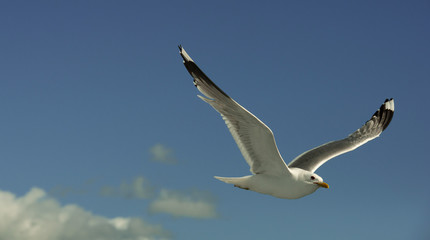 Seagull, Don River, Russia, 2013