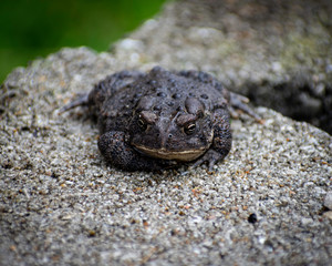 Toad in the Rain