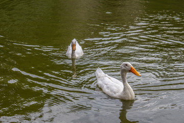 white duck swimming in the water