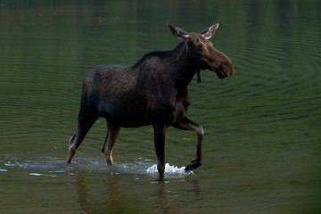 Female Moose Trudges Through Water