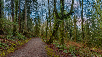 hiking trail in forest - Burnaby Mountain, BC
