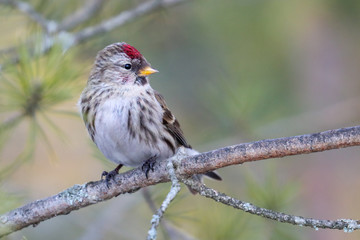 Common Redpoll