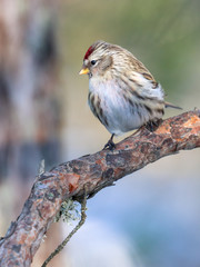 Common Redpoll